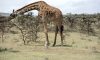  Vedeta zilei in safari Serengeti 